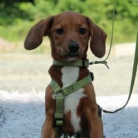 Failo eine wahre Schönheit, Hund zur Adoption