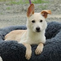 Kitty sucht liebevolles zu Hause..., Hündin zur Adoption