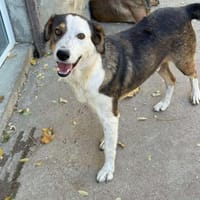 OTTO sucht Geborgenheit 🍀, Hund zur Adoption