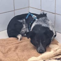 Mattia sucht ein liebevolles Zuhause, Hündin zur Adoption