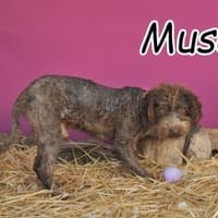 Musa möchte zu dir springen ❤, Hund zur Adoption