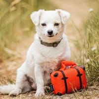 Fuxy - in 90766 Fürth auf Pflegestelle, Hündin zur Adoption