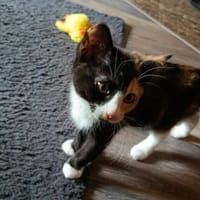 Püppi sucht neuen Wirkungskreis, Kater zur Adoption