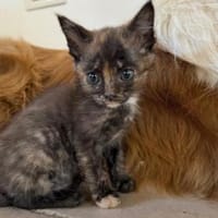 Geben Sie Modena eine Zukunft?, Katze zur Adoption