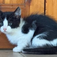 Bergamo möchte zu Ihnen gehören, Kater zur Adoption