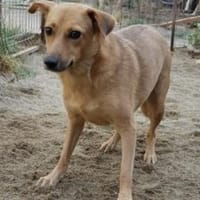 IVY 40 cm (Pflegestelle), Hündin zur Adoption