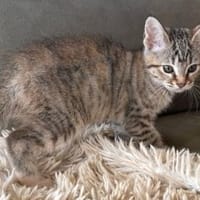 Venezia sucht schönes Zuhause, Katze zur Adoption
