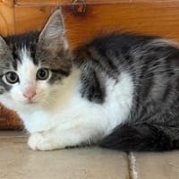 Liebe Menschen für Bensi gesucht, Kater zur Adoption