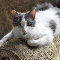 Zuckersüße Pioggia sucht Zuhause, Katze zur Adoption