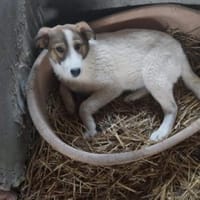Meyra 50 cm (Pflegestelle), Hündin zur Adoption