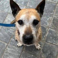 Guille sucht sein Zuhause für Immer !!!, Hund zur Adoption