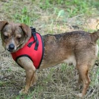 Dante ist äußerst liebenswert, Hund zur Adoption
