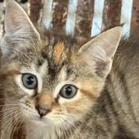 Liebevolle Menschen für Roma gesucht, Katze zur Adoption