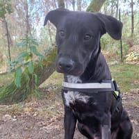 Linux, chien à adopter