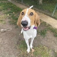 PONGO, chien à adopter