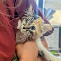 Ammonite, chatte à adopter