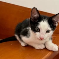 ABYSS, chat à adopter