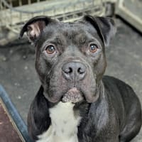 VISKY, chienne à adopter