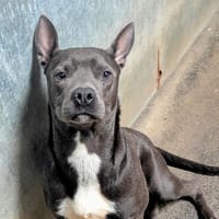 ENZO, chien à adopter
