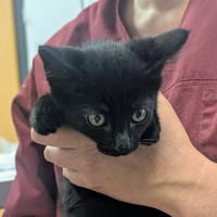 POSSUM, chat à adopter
