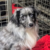 Ulio, chien à adopter