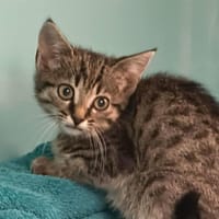 MISTIC, chatte à adopter