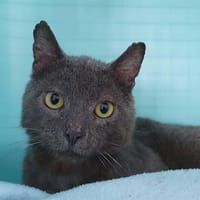 BARNEY CHA, chat à adopter