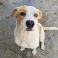 COLT, chien à adopter