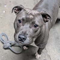 UKA, chienne à adopter