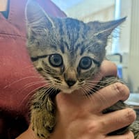 PUNIM, chatte à adopter