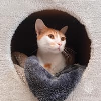 Paul, chat à adopter