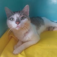 Mochi, chat à adopter
