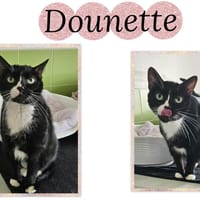 DOUNETTE (Réservée), chatte à adopter