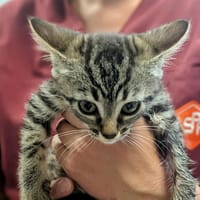 PYYXE, chatte à adopter