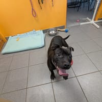 Vita, chienne à adopter