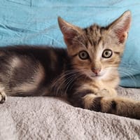 CHIPO, chat à adopter