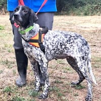 ANKA, chienne à adopter