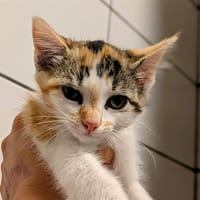 Ambre, chatte à adopter