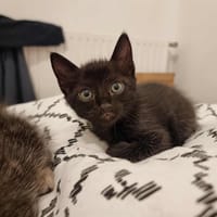 NESQUIK, chat à adopter