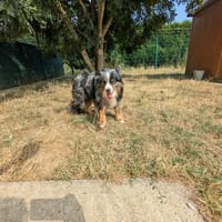 sissy, chienne à adopter
