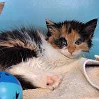 WELIA, chatte à adopter