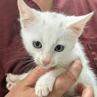 PULGA, chatte à adopter