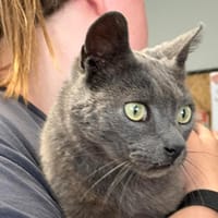 RIVER, chat à adopter
