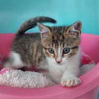 Reine, chatte à adopter