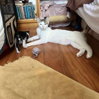 CELESTE, chatte à adopter