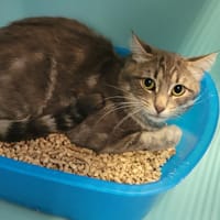 Singy, chatte à adopter