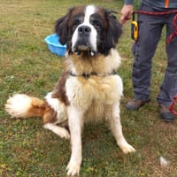 MAJOR, chien à adopter