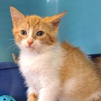TATOF, chat à adopter