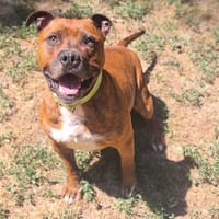 GUCCI, chien à adopter