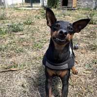 TITOUAN, chien à adopter